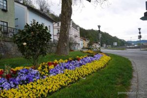 ดอกไม้ข้างทางเมือง Passau