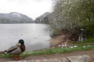 ทะเลสาบ Alpsee