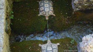 Turtle fountain - Hellbrunn